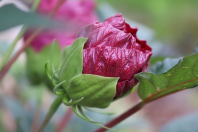 Hibiscus moscheutos 'Robert Fleming' - ibišek bahenní - pupen květu